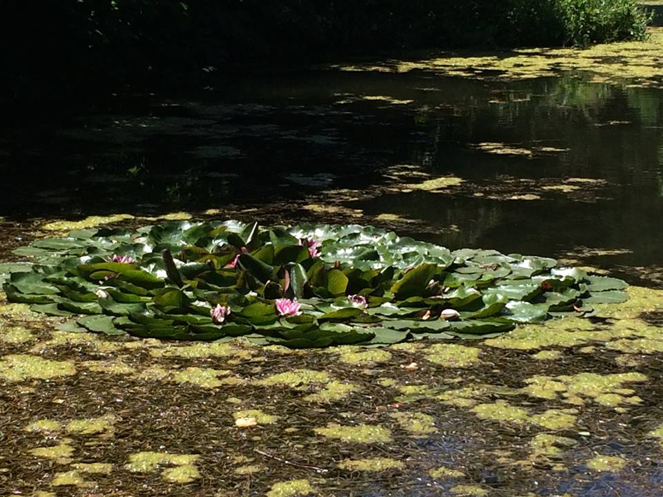 nuferi la parcul densrologic simeria