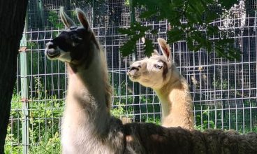 Noul an aduce modificări ale valorii biletului de acces la Zoo Hunedoara